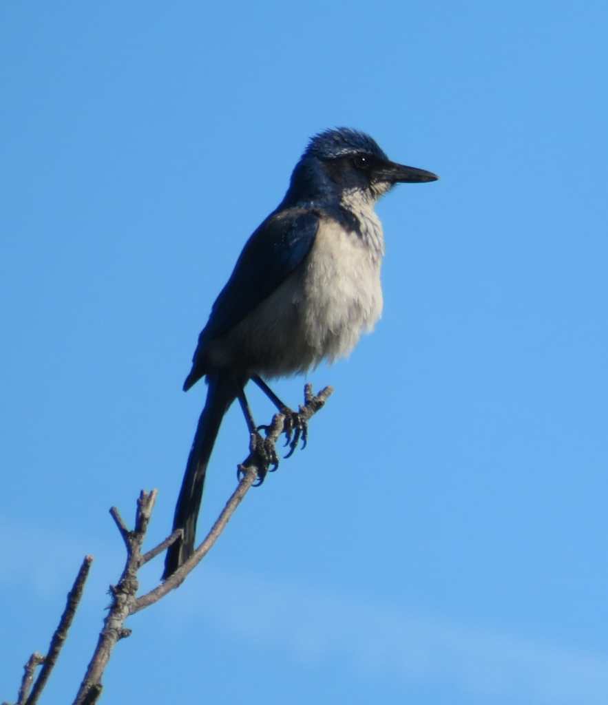 Island Scrub Jay