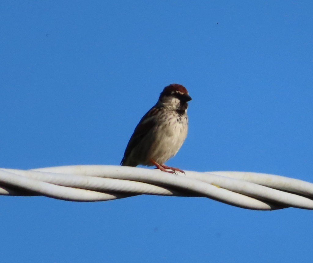 Italian Sparrow