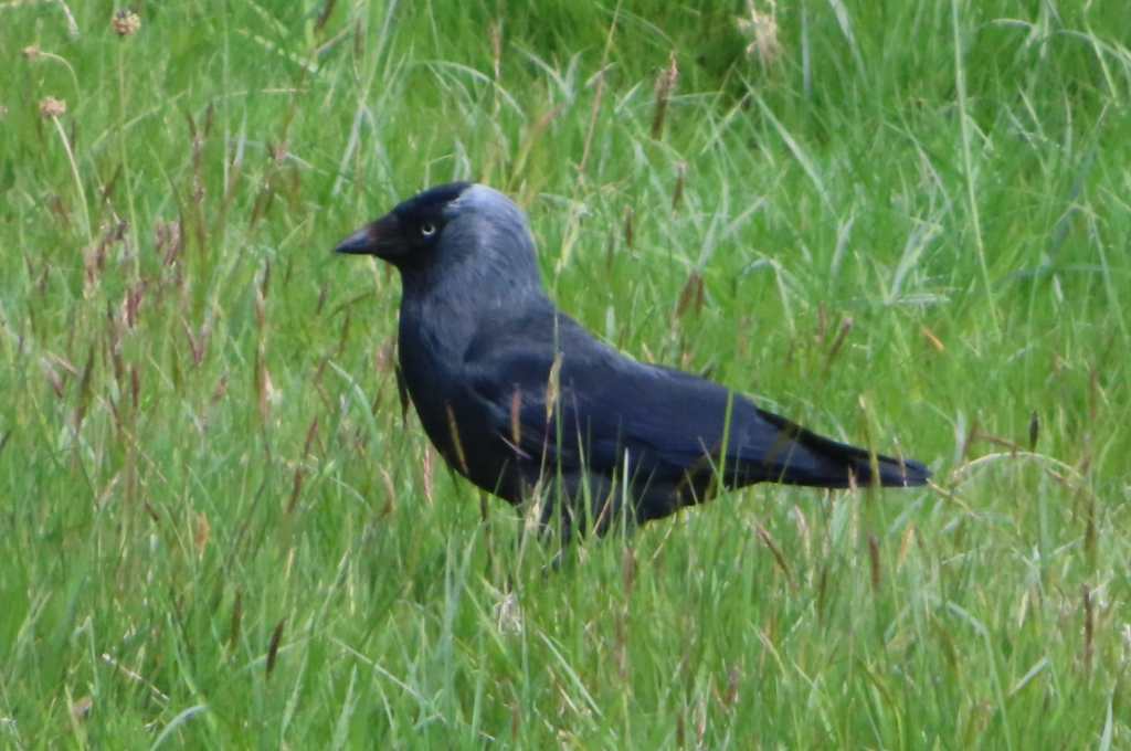 Jackdaw