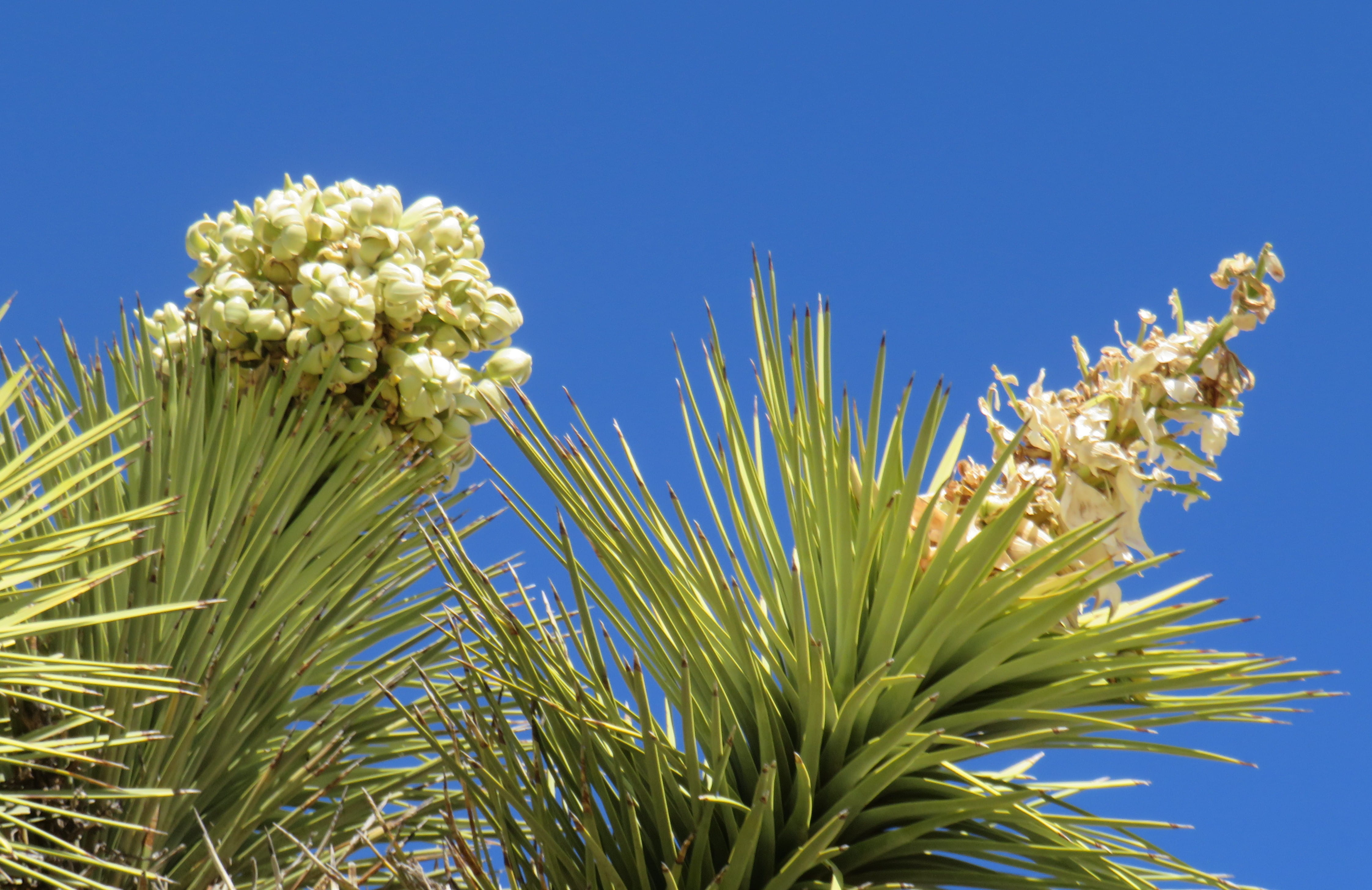 Joshua Tree Flowers and Pods