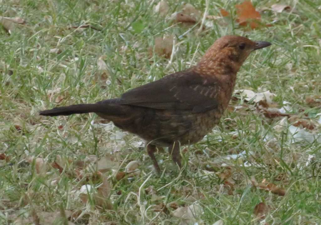 Juvenile Common Blackbird