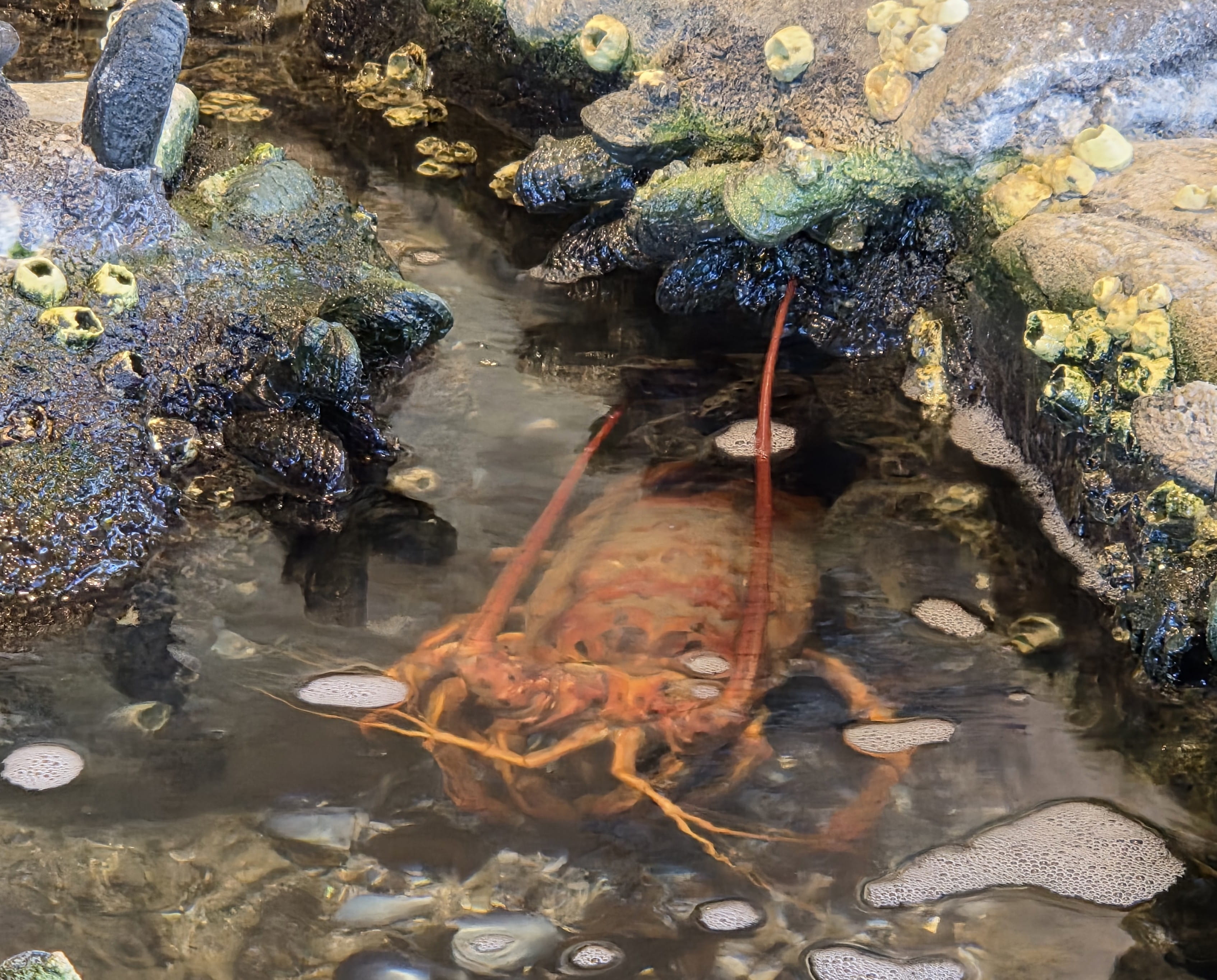 Lobster inside visitor center