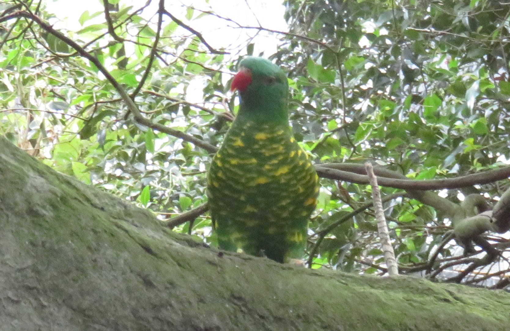 Scaly-Breasted Lorikeet