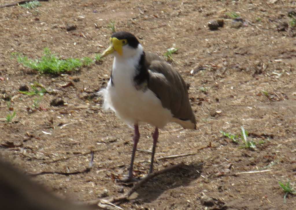 Masked Lapwing