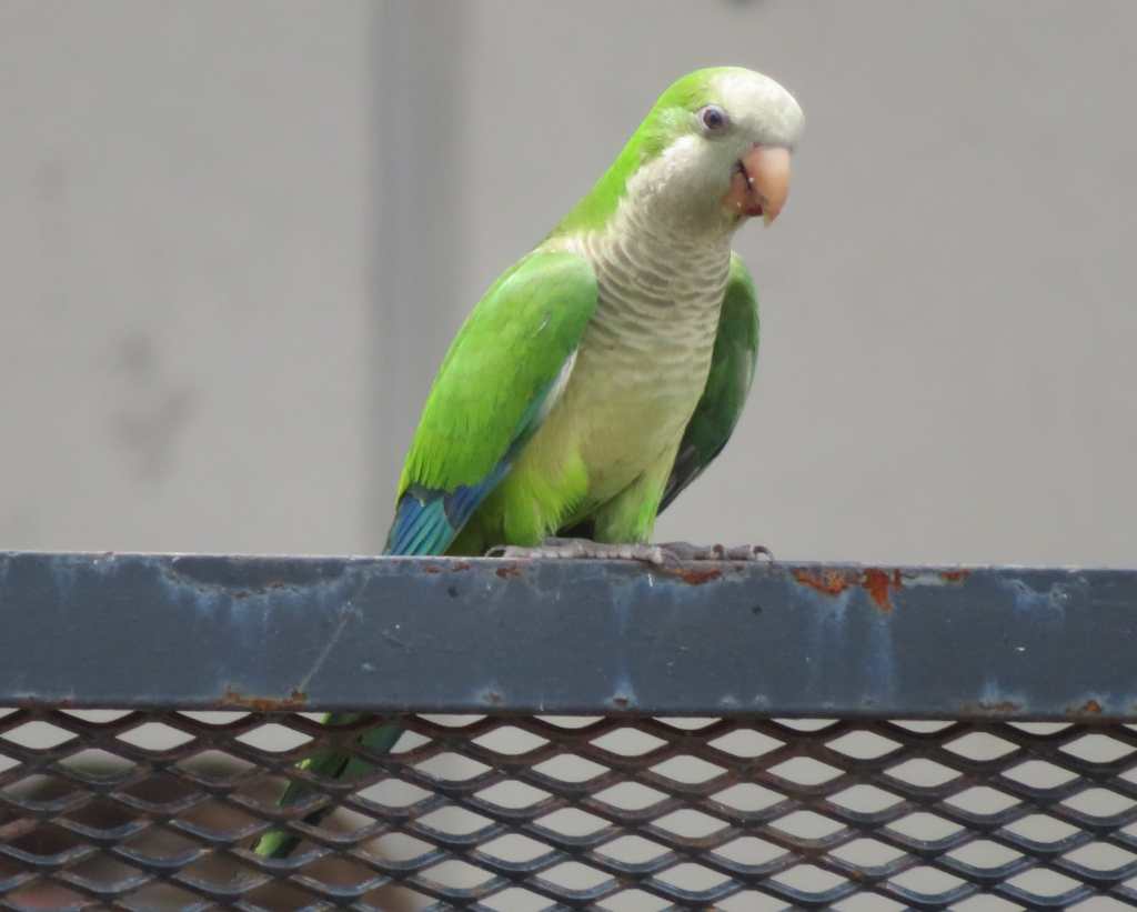 Monk Parakeet