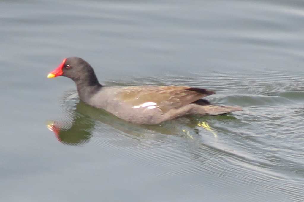 Eurasian Moorhen