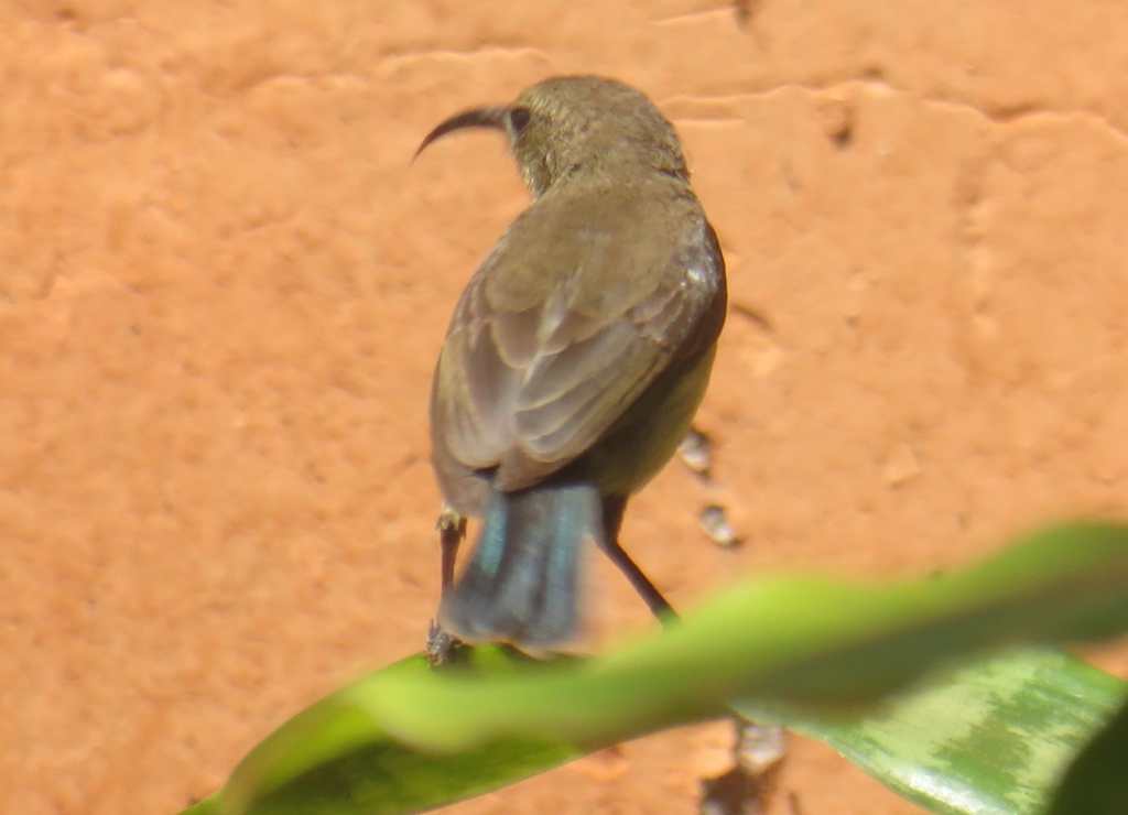 Mouse-Colored Sunbird