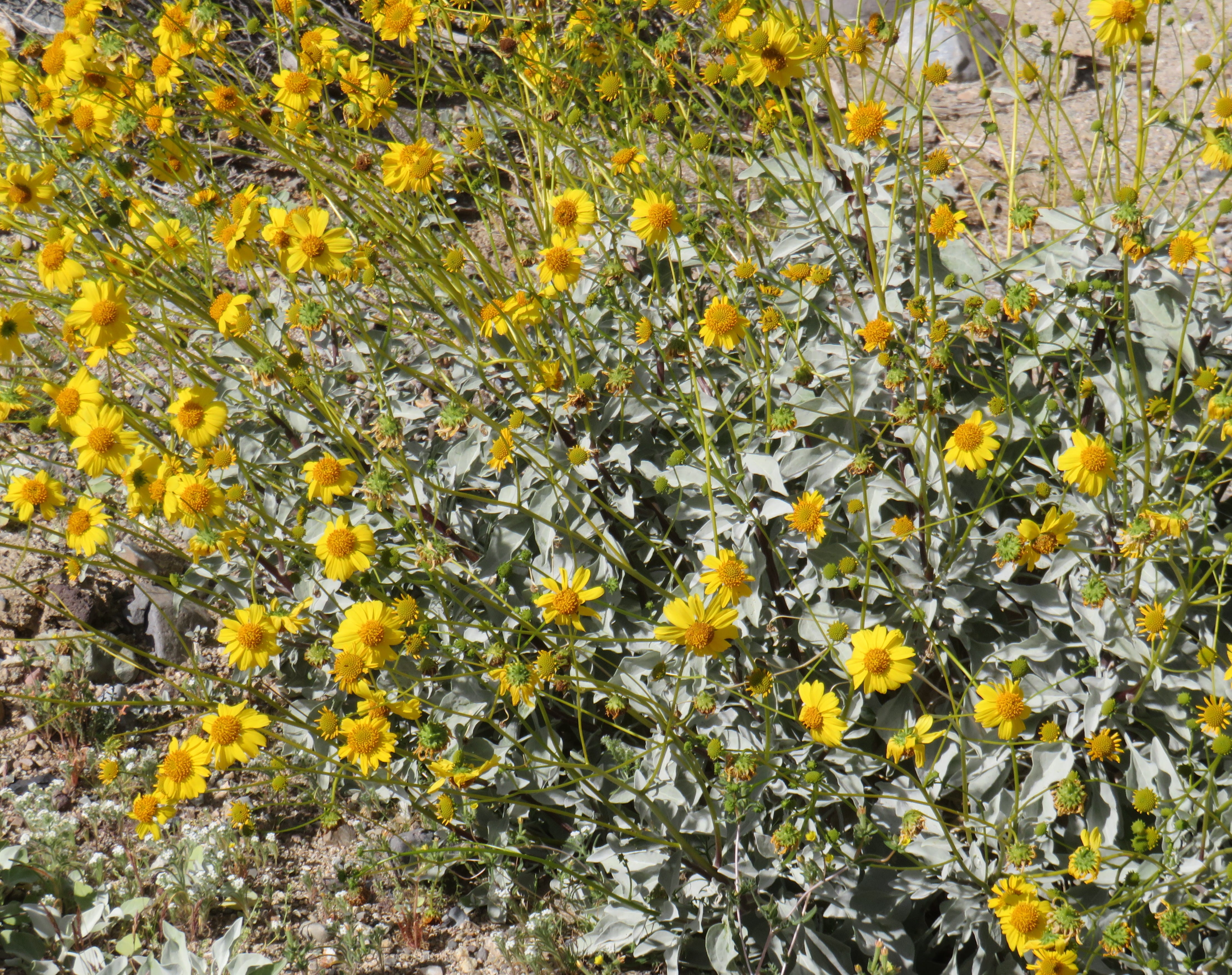 Mountain or Desert Mule Ears?