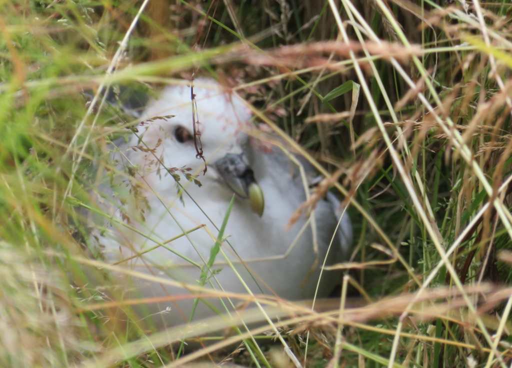 Northern Fulmar