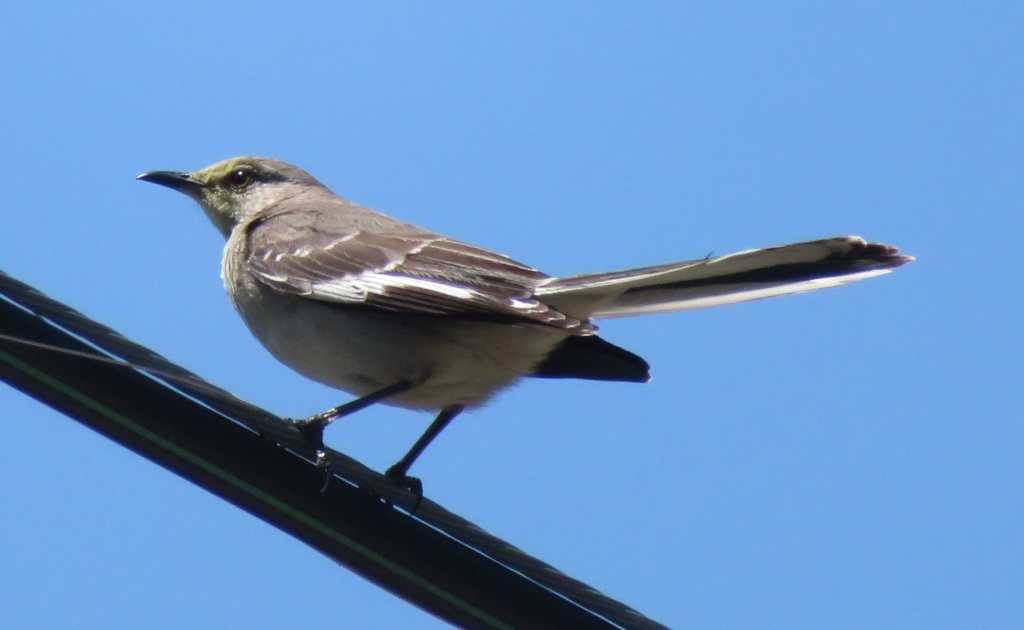 Northern Mockingbird