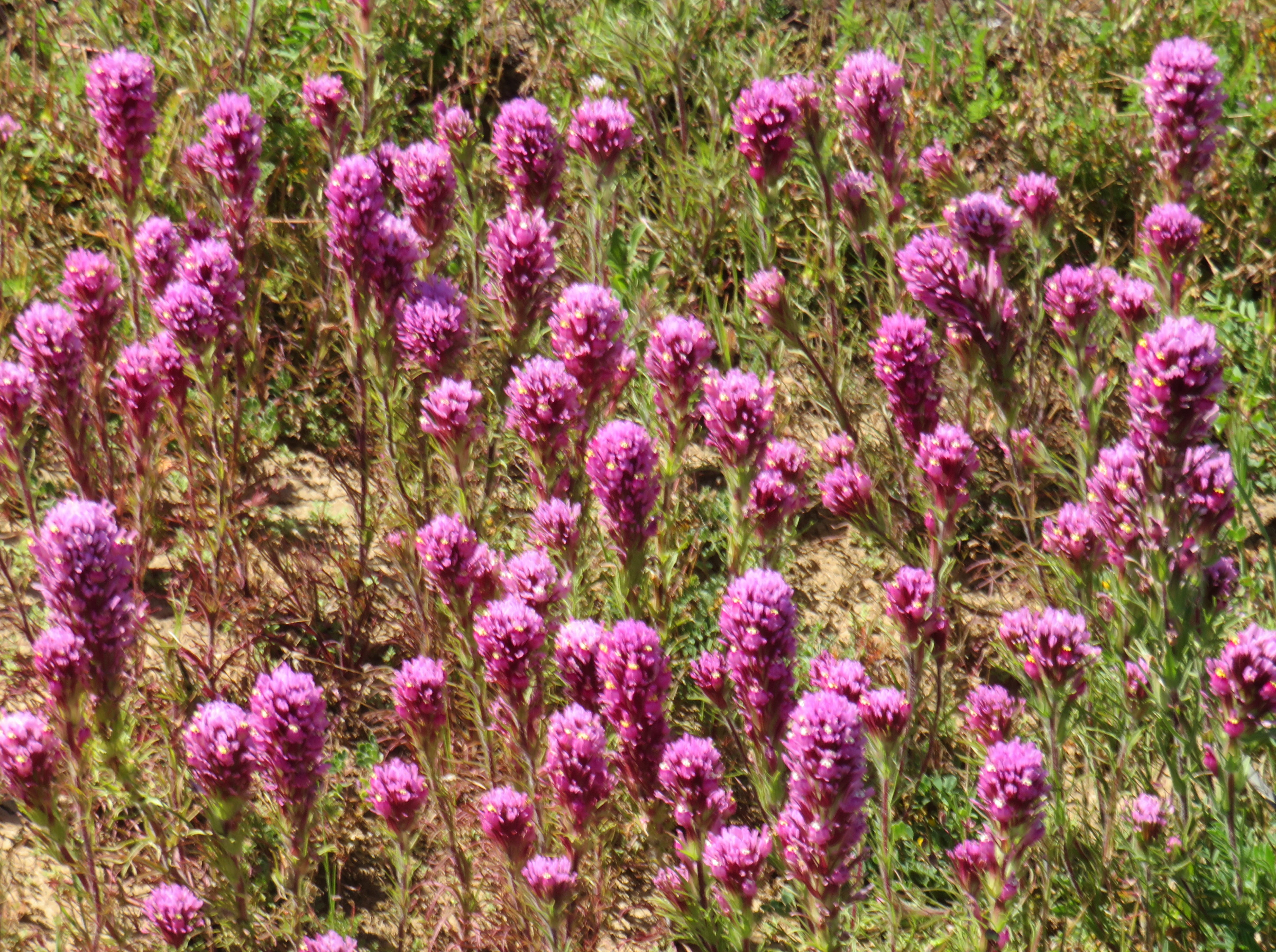 Purple Owl's Clovers