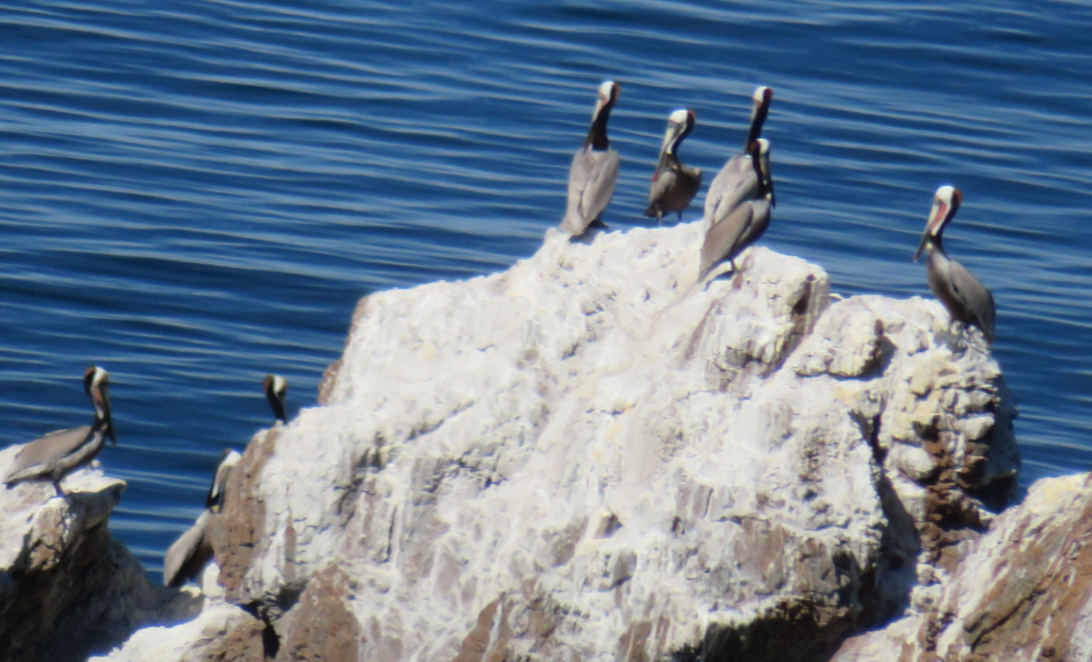 Brown Pelicans