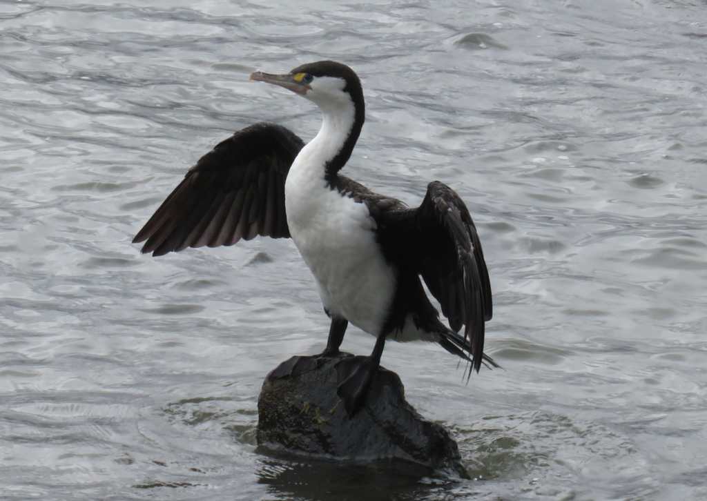 Pied Cormorant