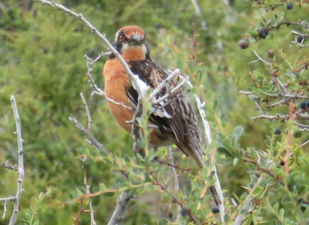 Rufous-Tailed Plantcutter