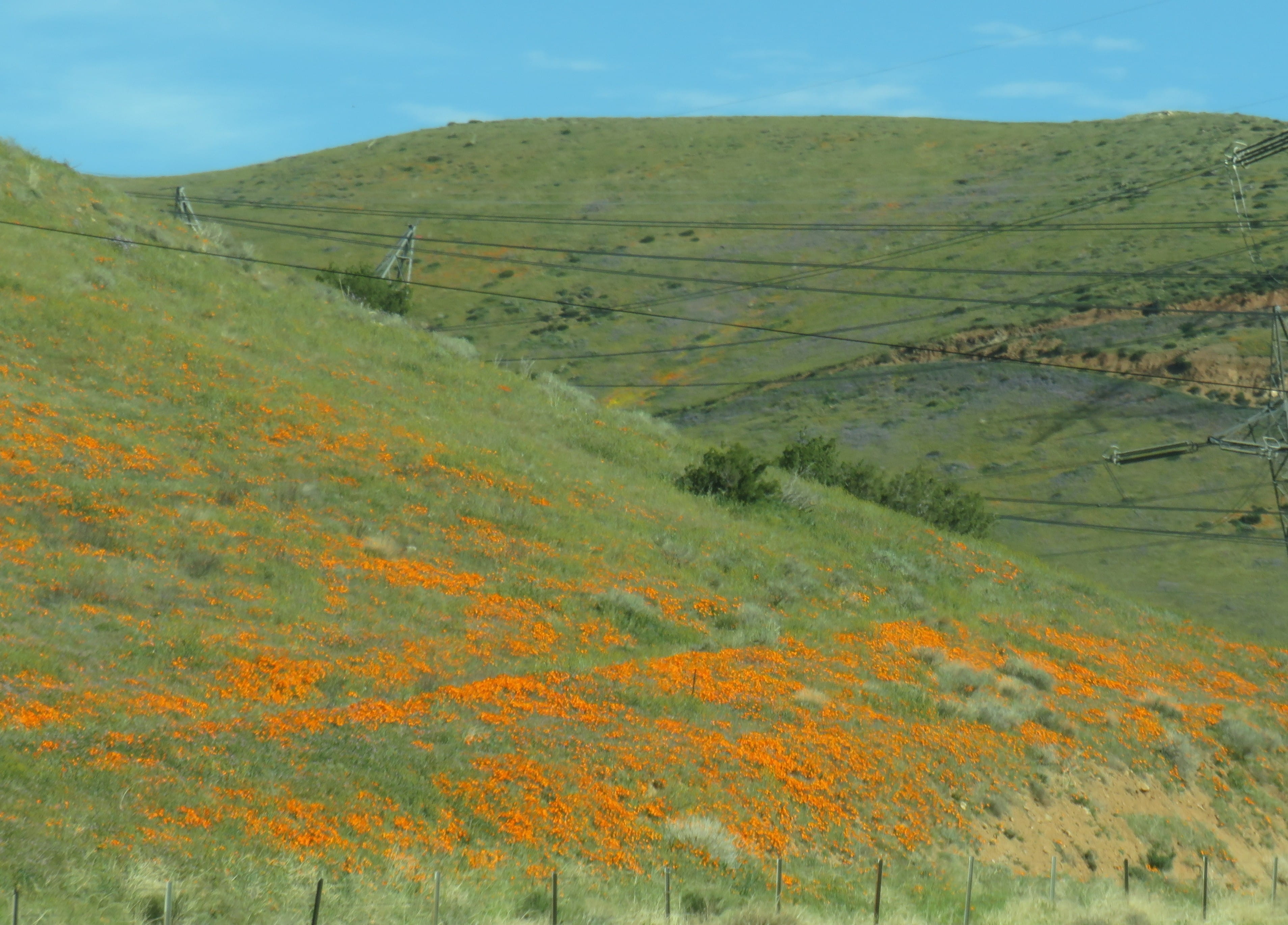 California Poppy Blooming