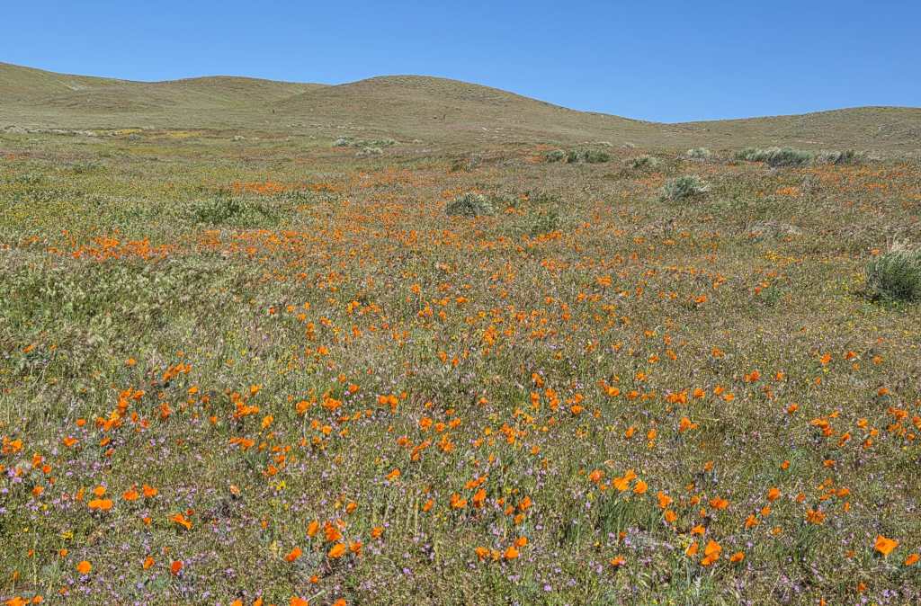California Poppy