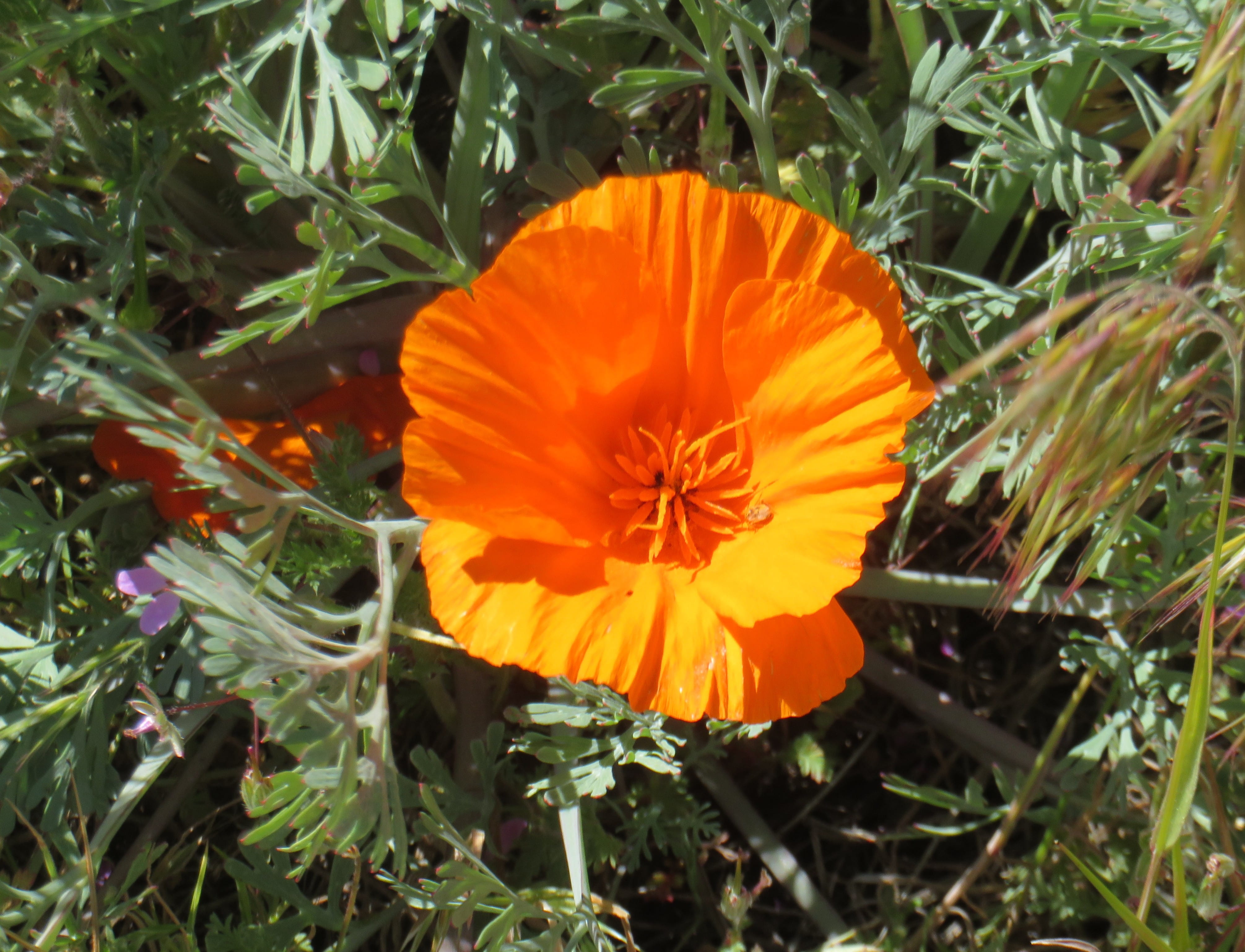 California Poppy