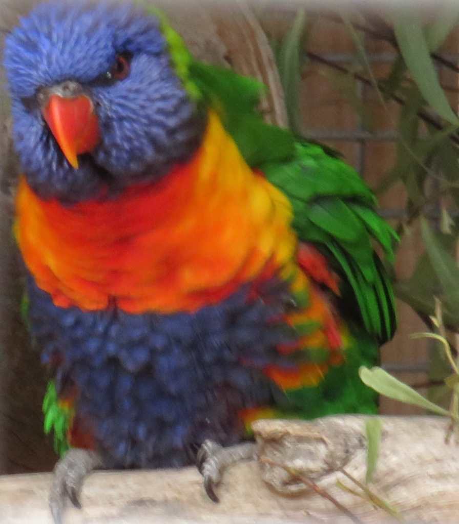 Rainbow Lorikeet