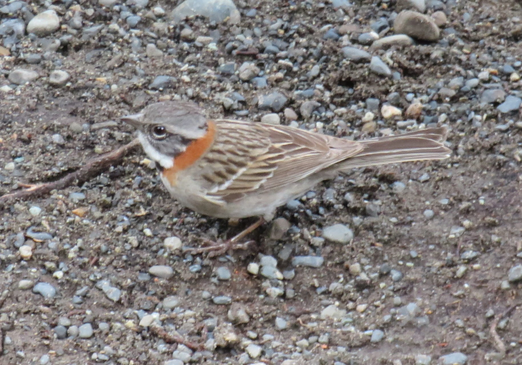Rufous-Collared Sparrow