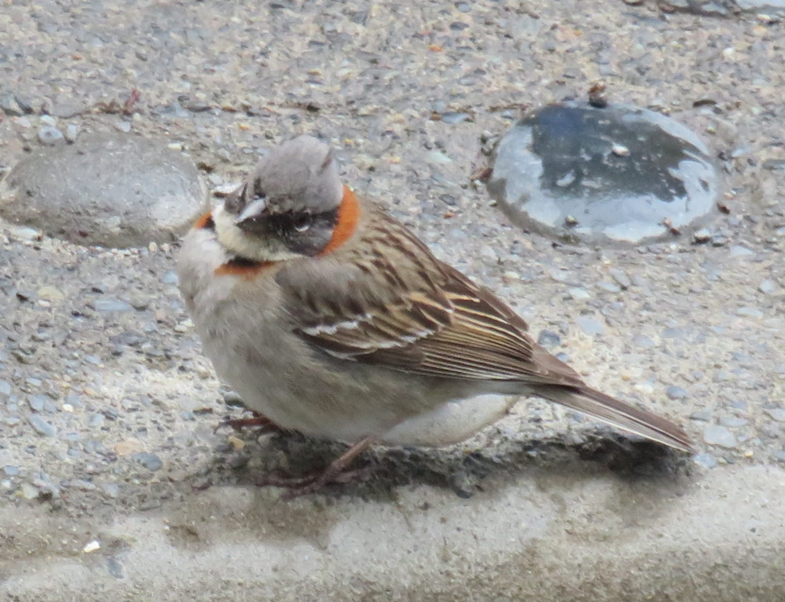 Rufous-Collared Sparrow