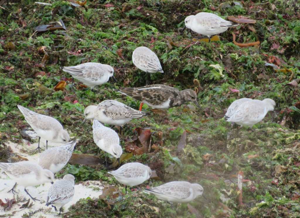 Sanderlings (with a Turnstone)