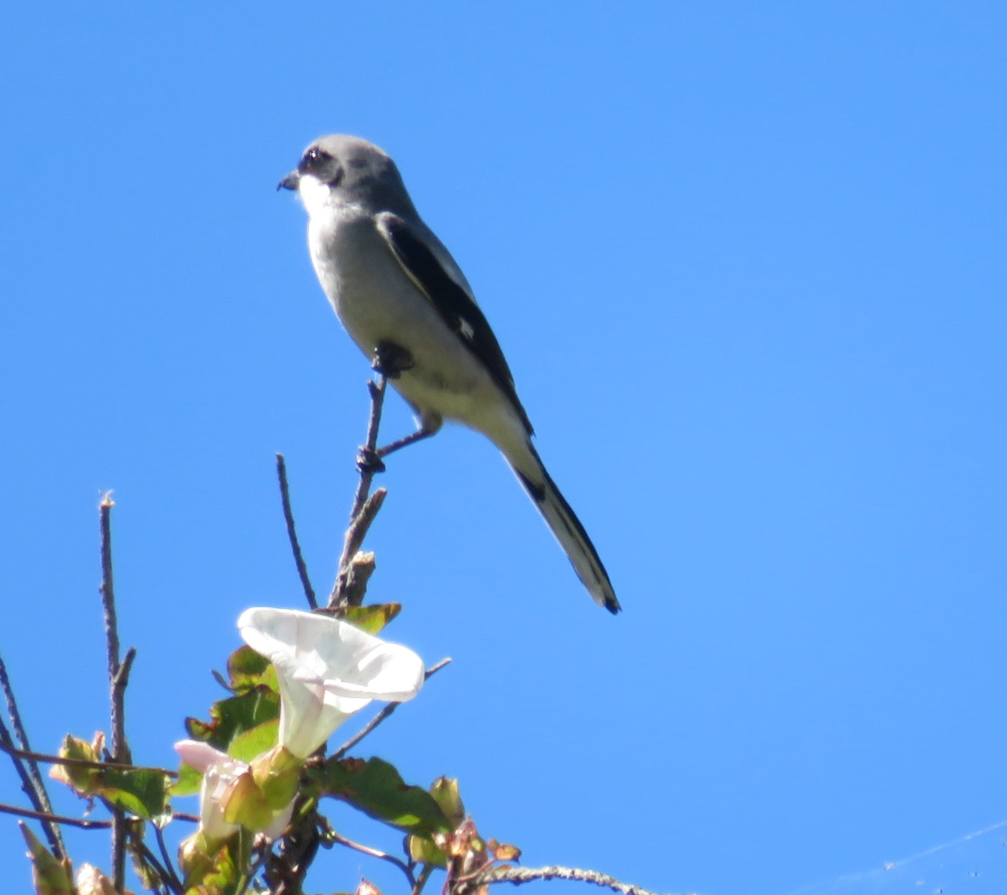 Island Loggerhead Shrike 