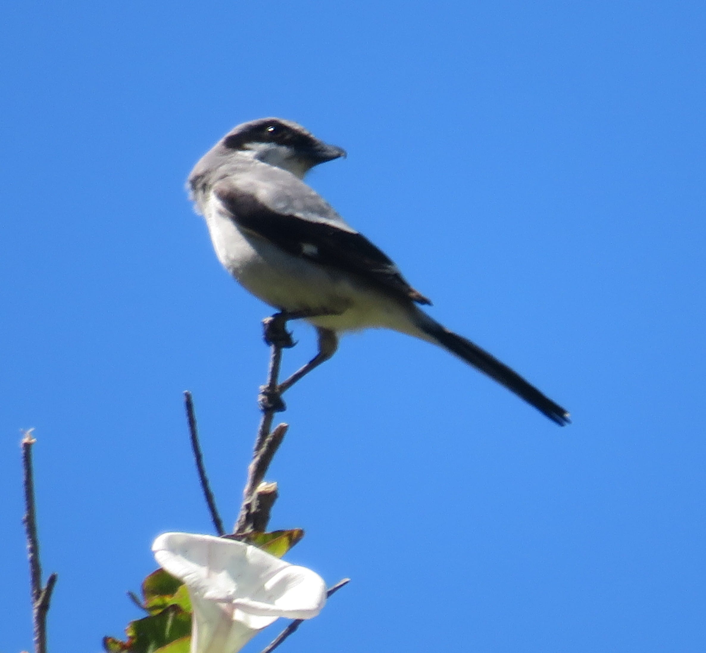Island Loggerhead Shrike
