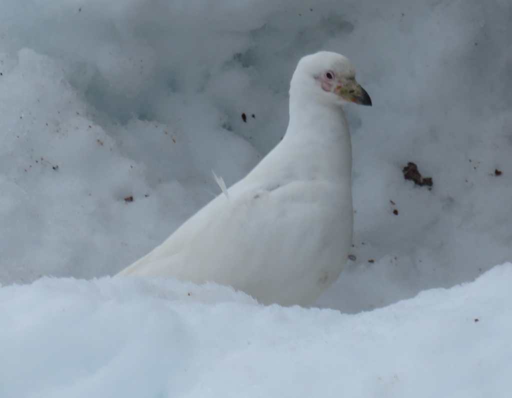 Snowy Sheathbill