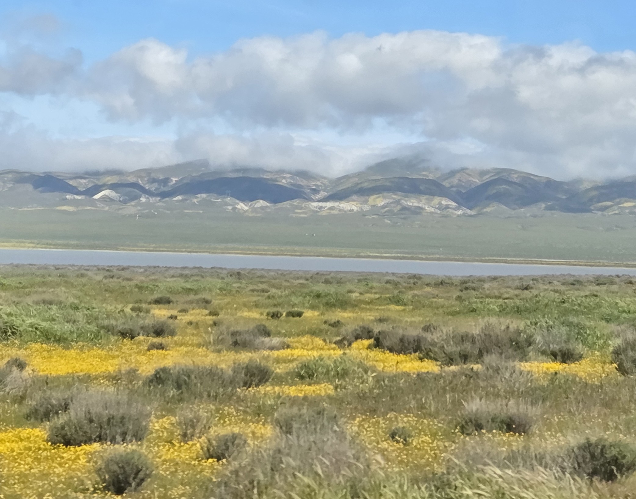 Yellow wildflowers along Soda Lake shore