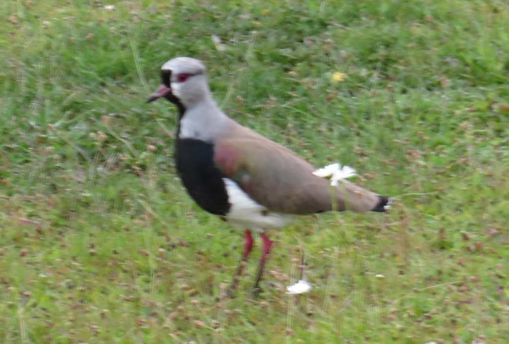 Southern Lapwing