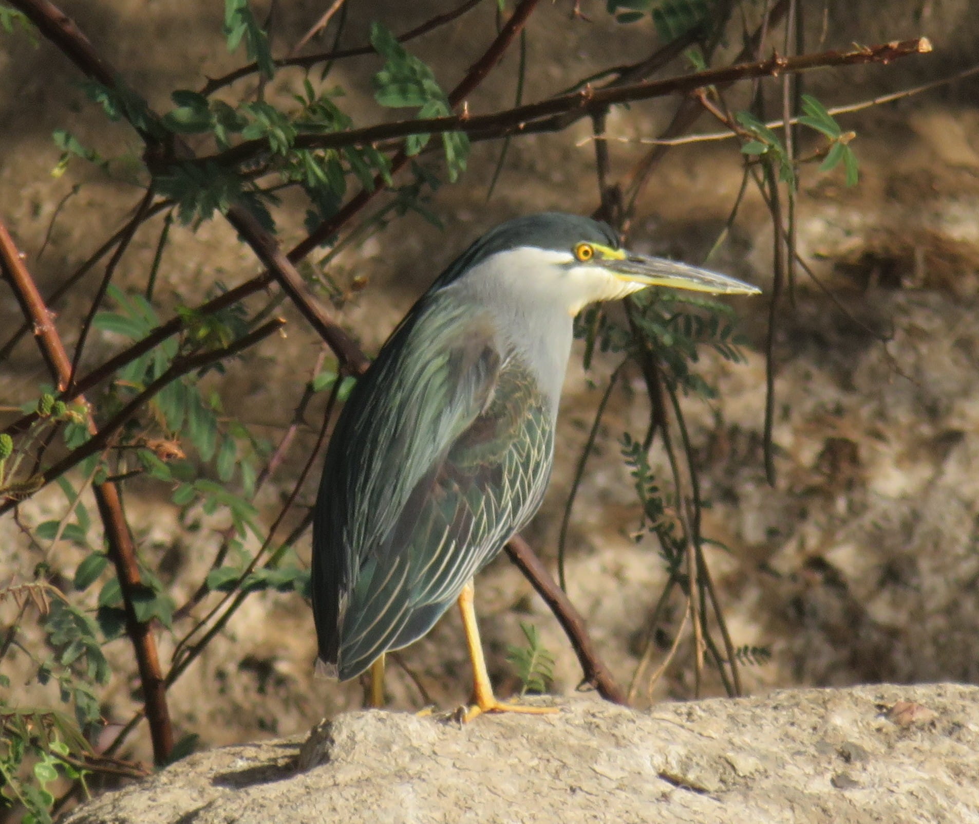 Striated Heron