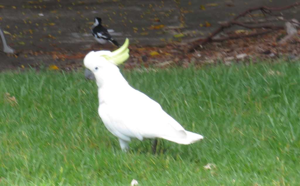 Sulphur-Crested Cockatoo