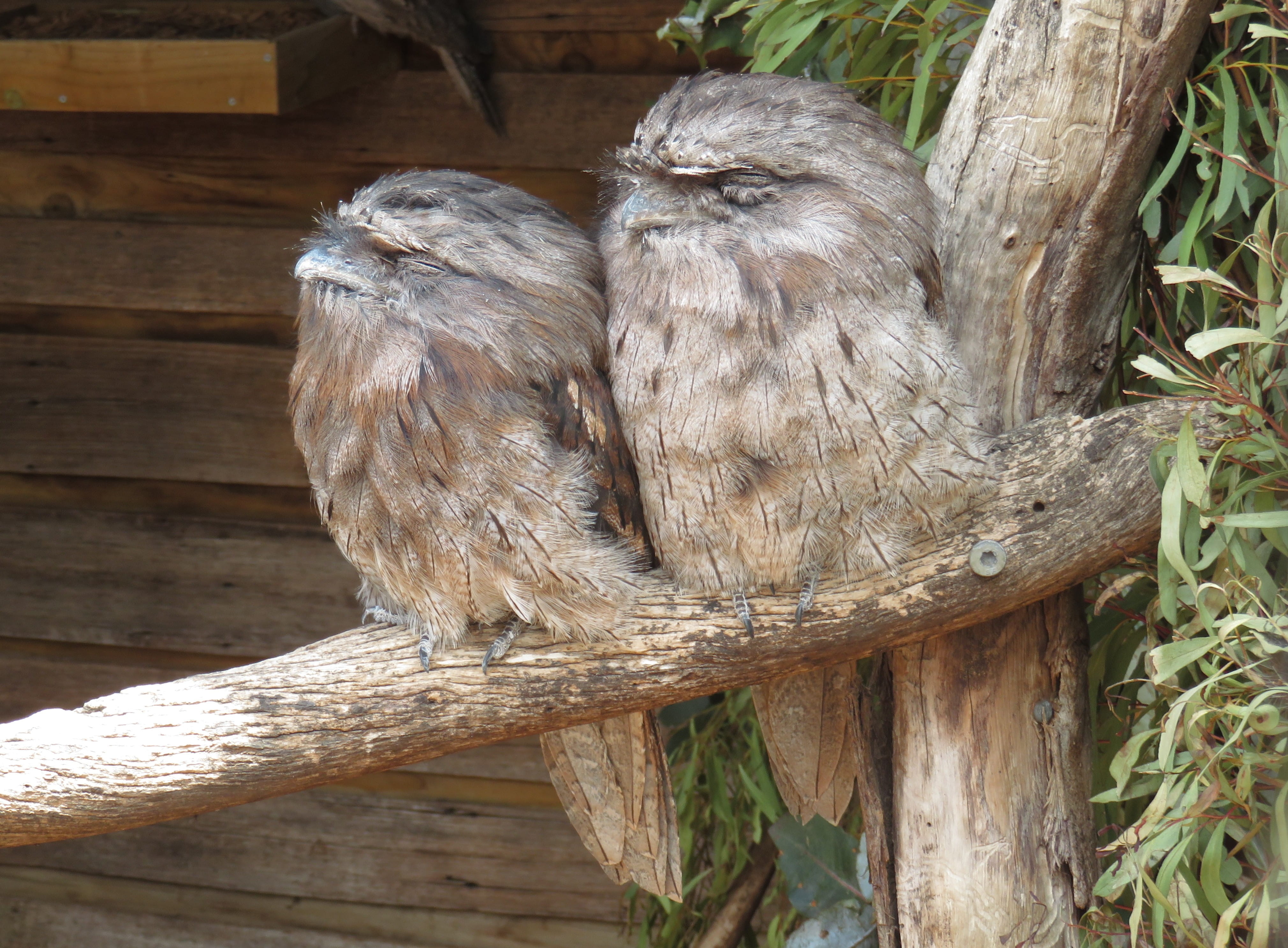 Tawny Frogmouth