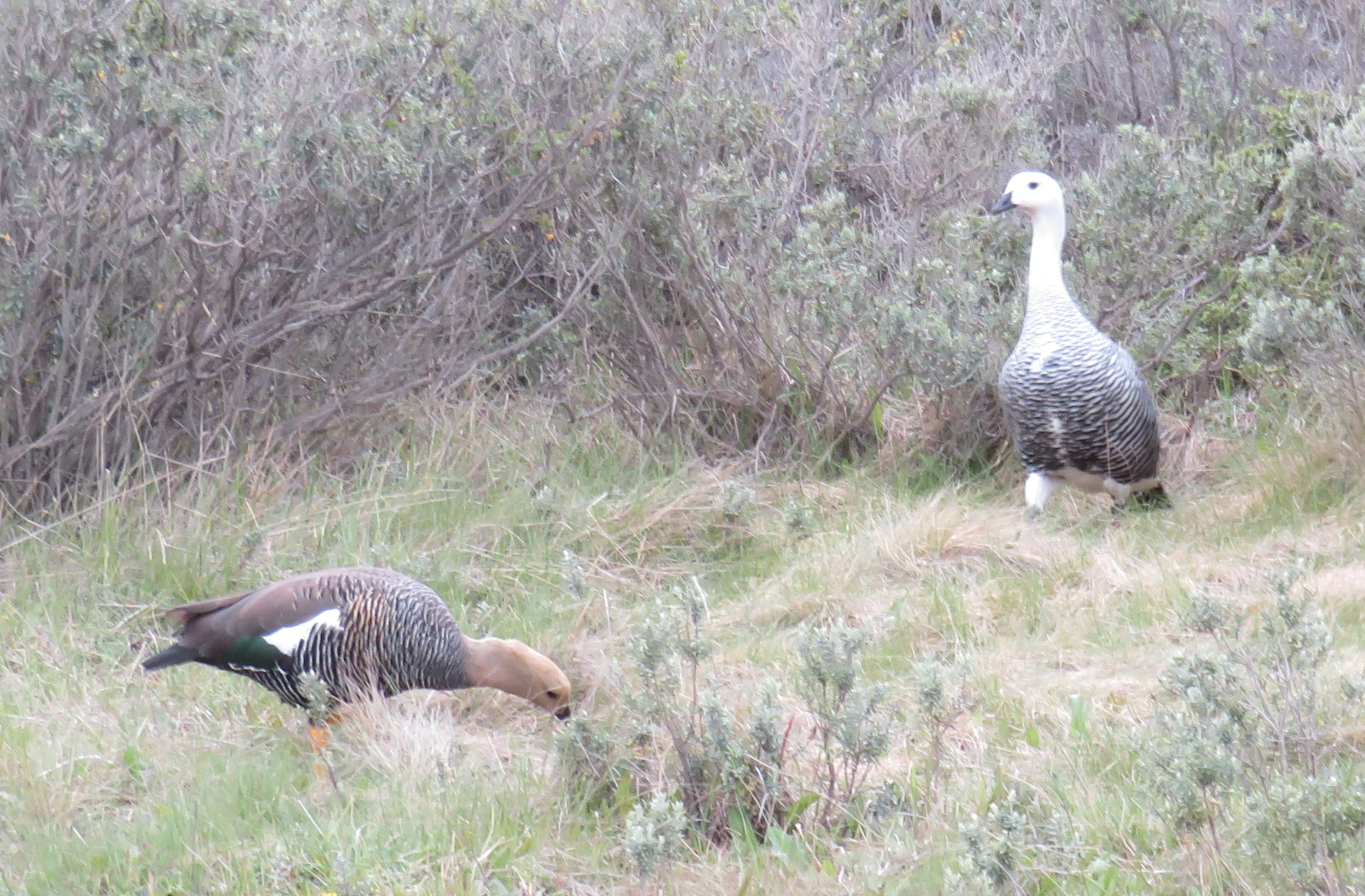 Upland Goose
