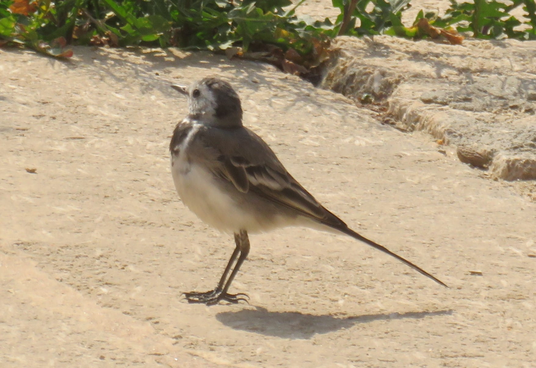White Wagtail