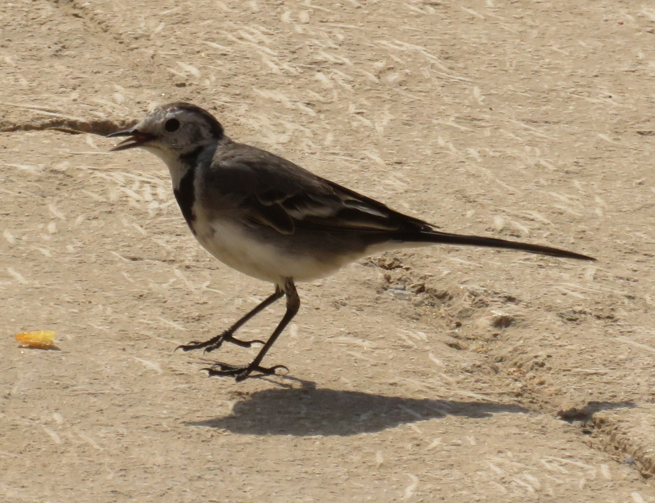 White Wagtail