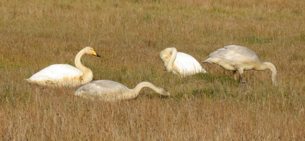 Whooper Swan