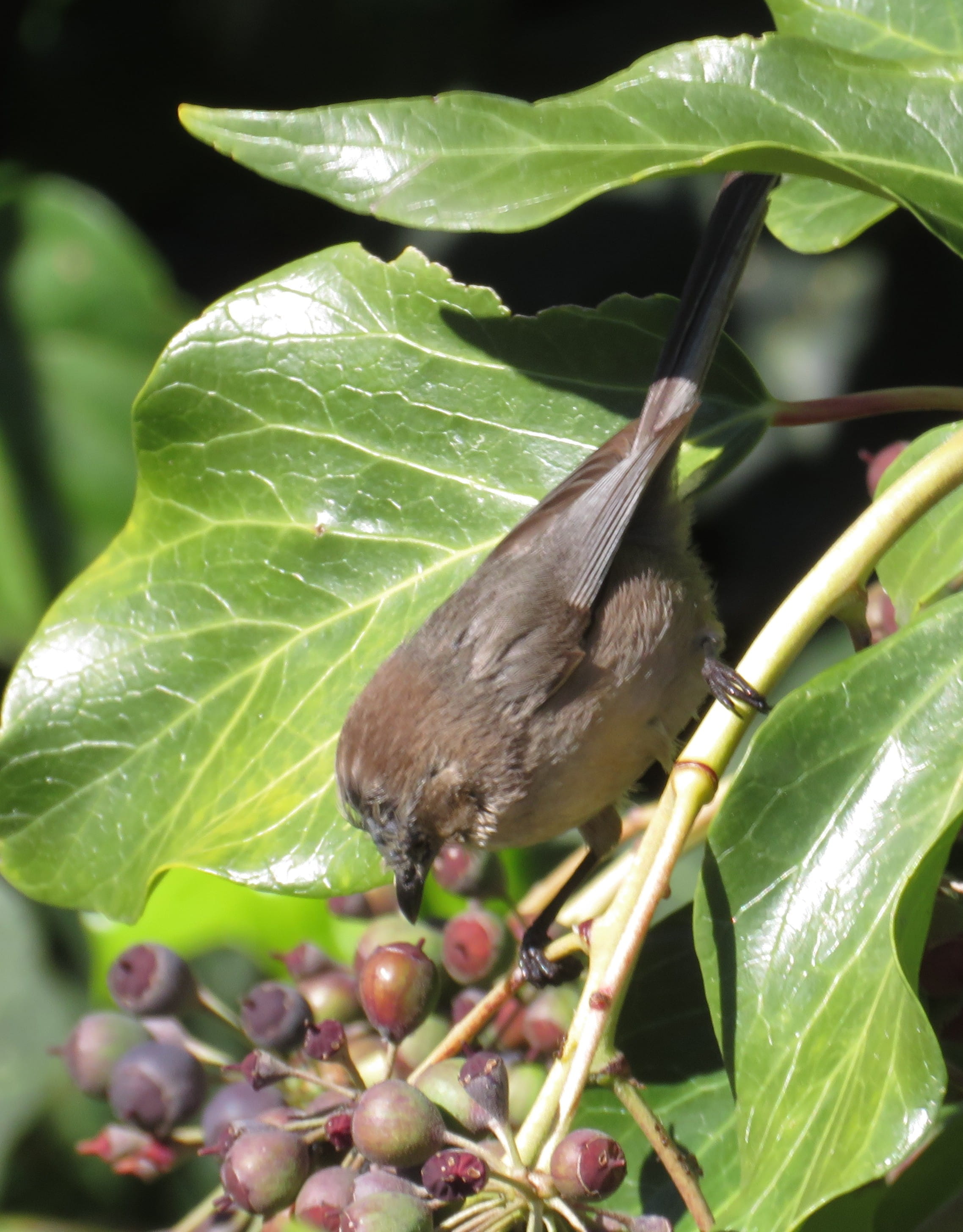 Wrentit