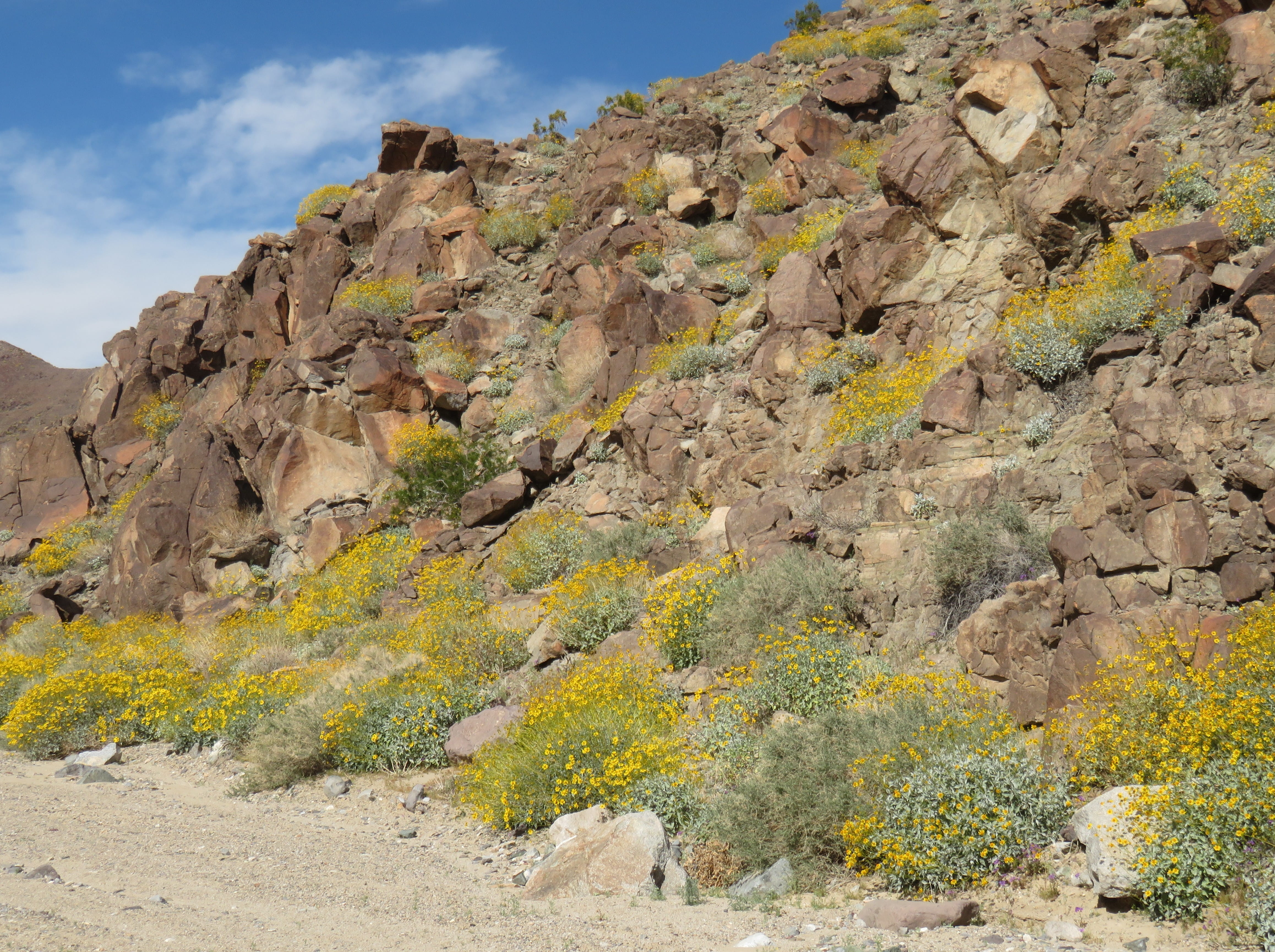 Yellow Wildflower Blooming