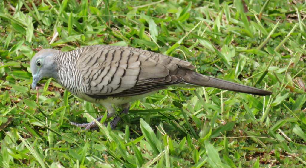 Zebra Dove