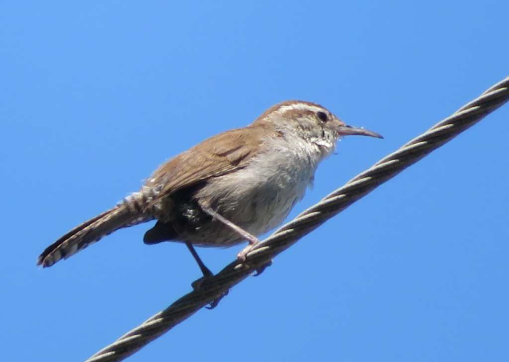 Bewick's Wren