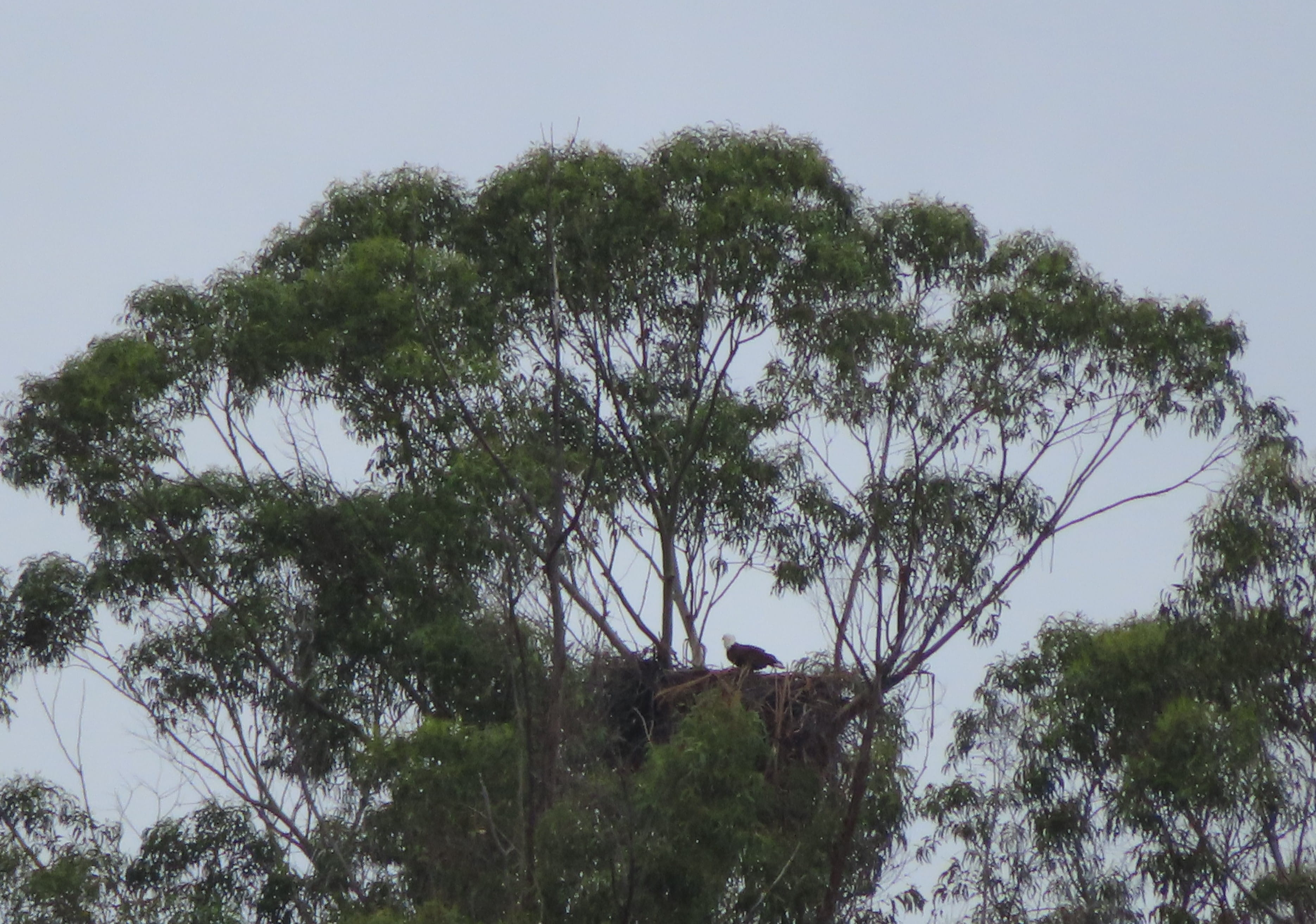 Bold Eagle Nest
