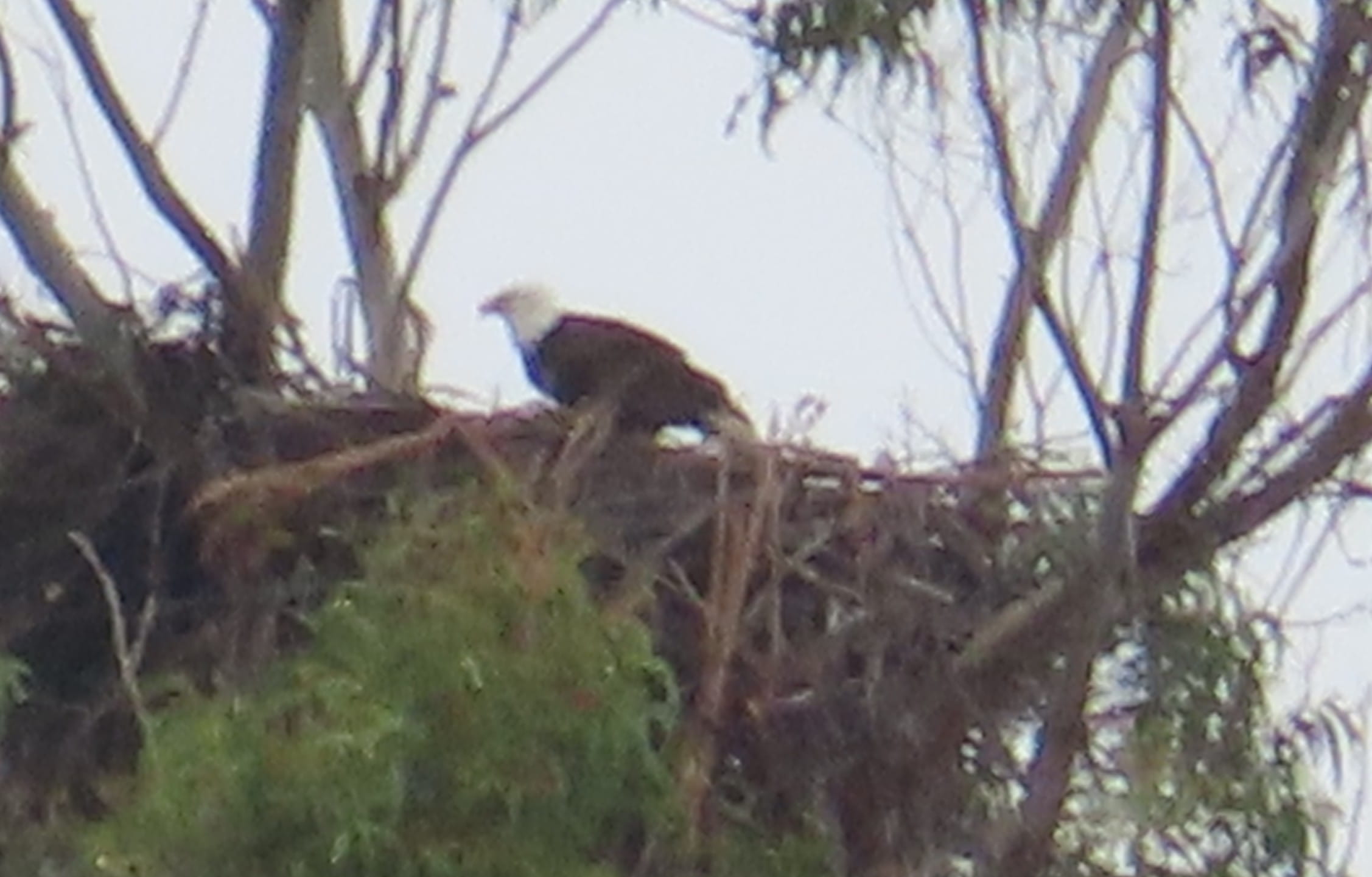 Bold Eagle