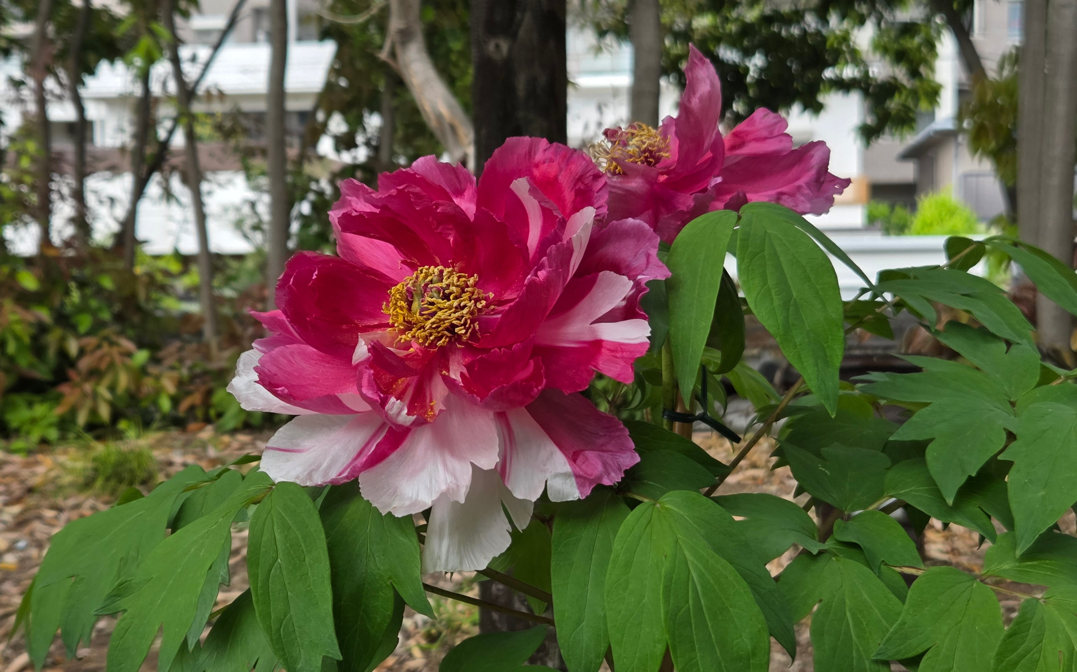 Beautiful peony