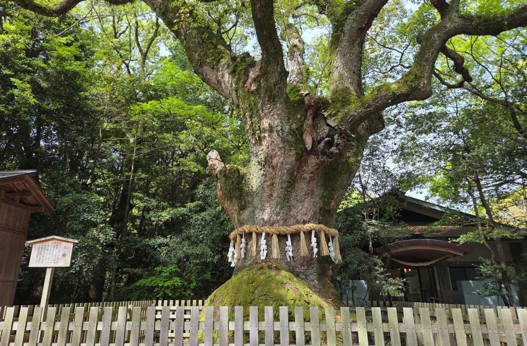Ancient sacred tree