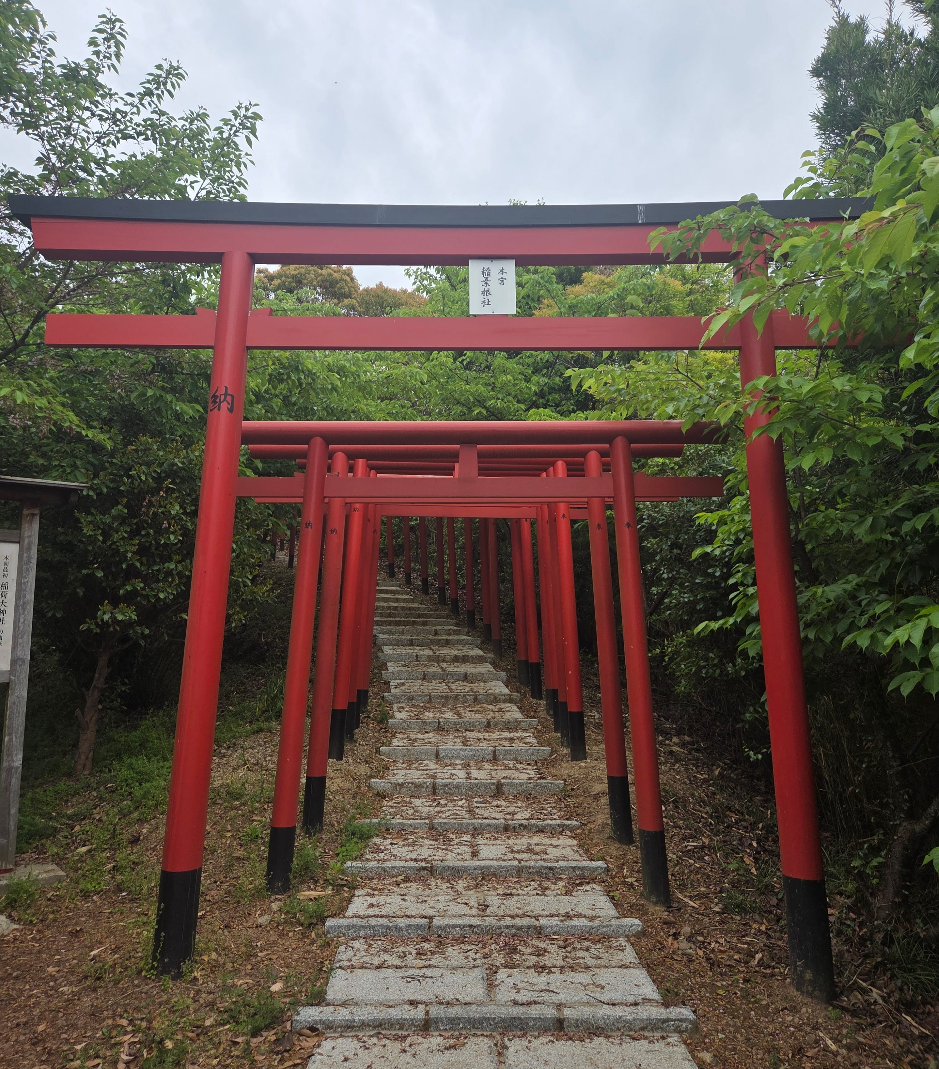Torii gates