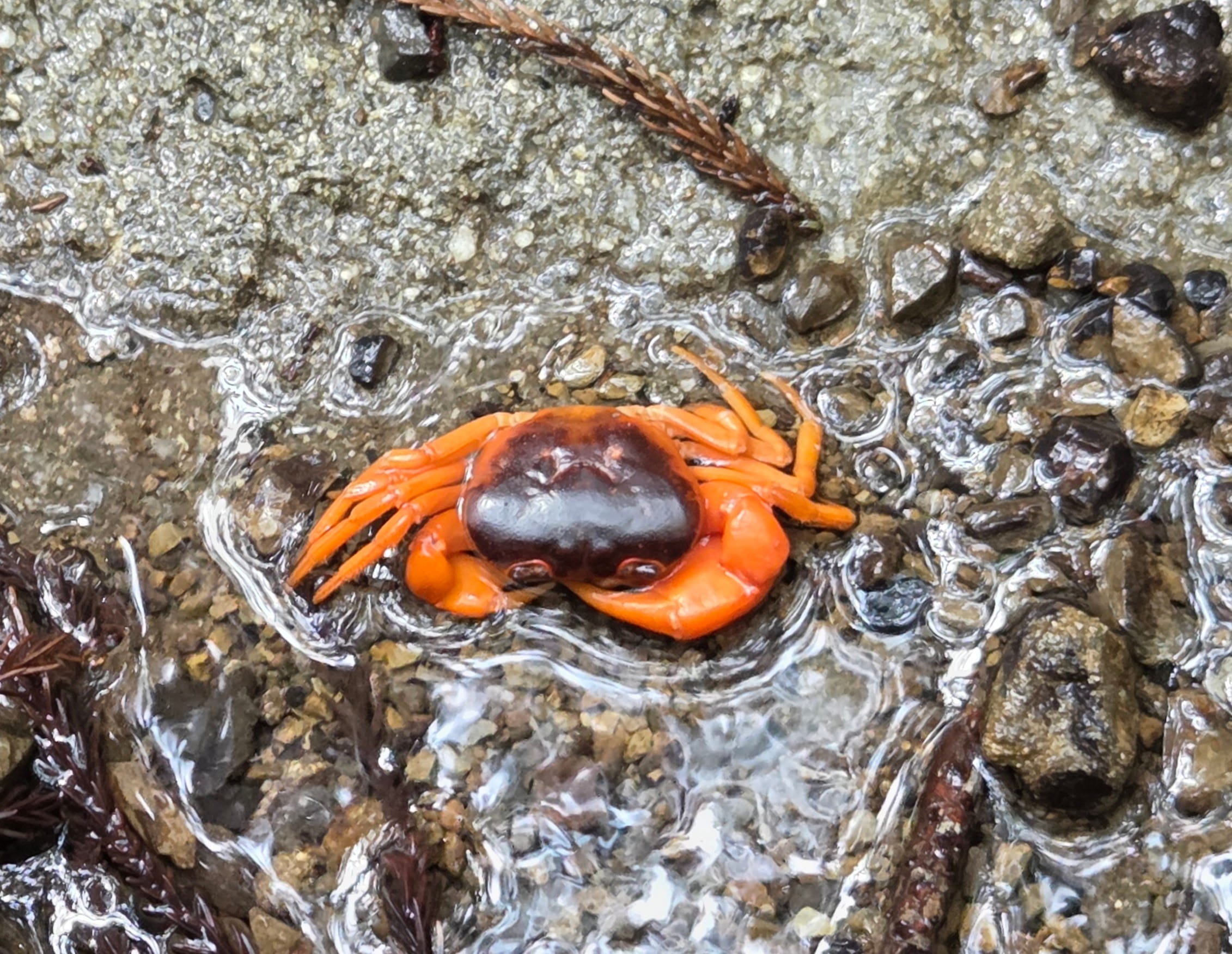 A crab on the trail