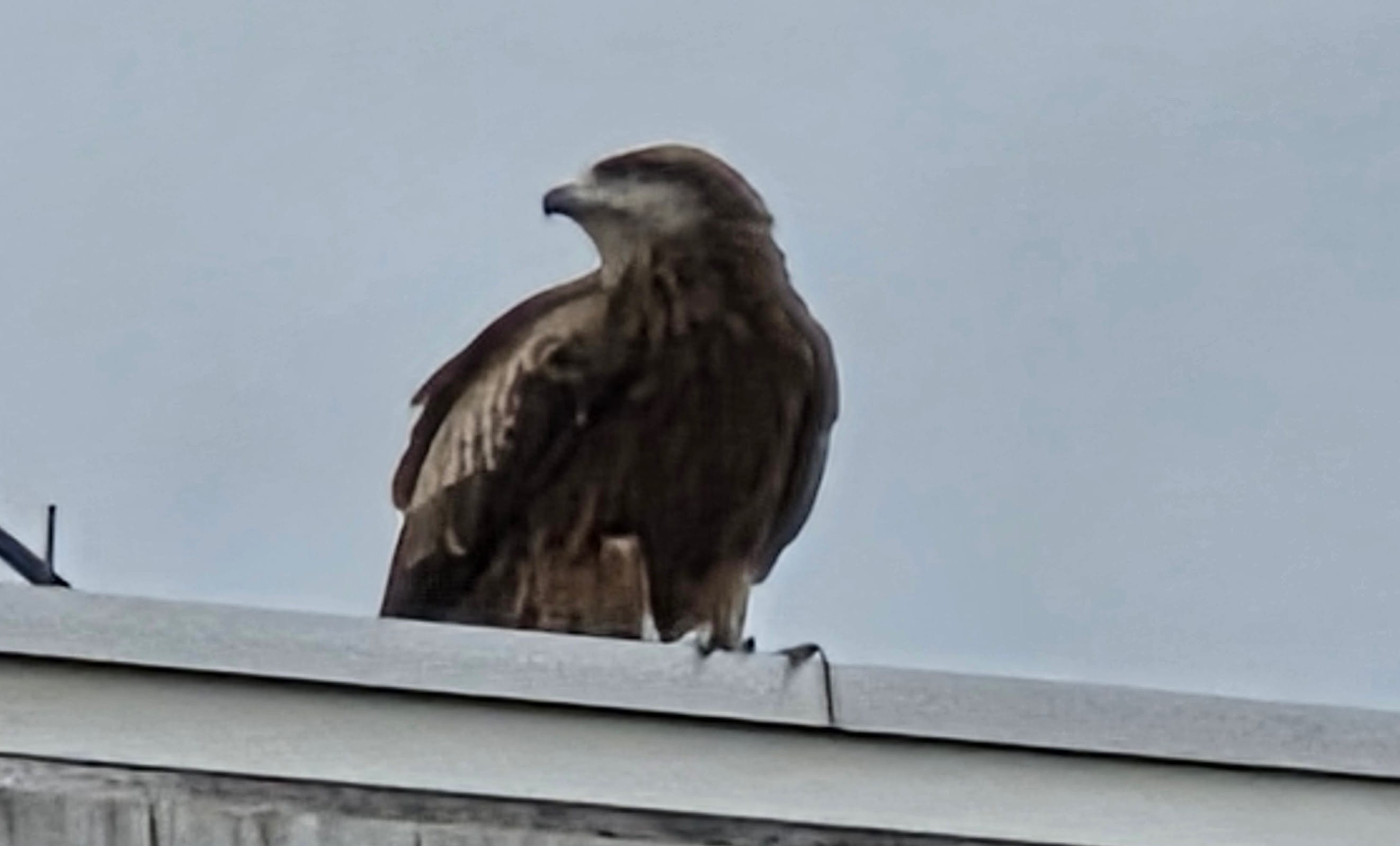 Black Kite