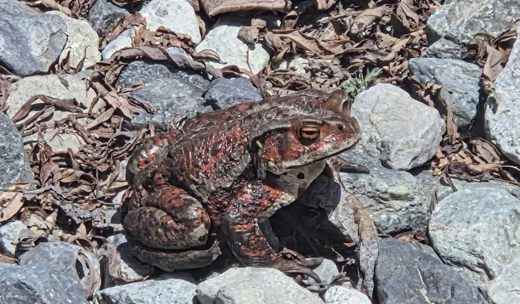 Giant brown frog