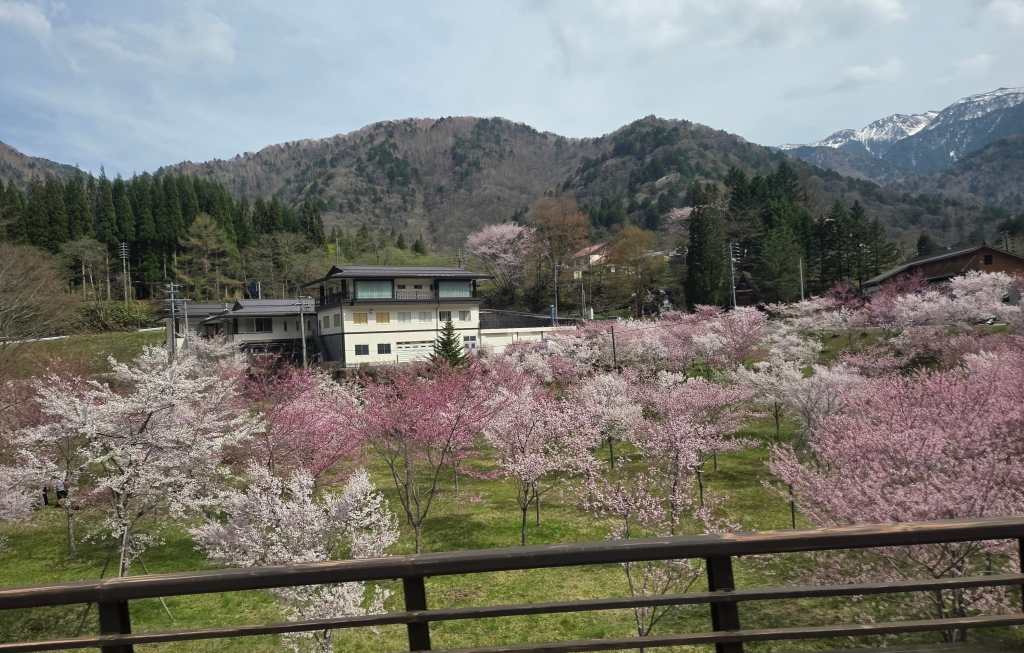 Cherry blossom